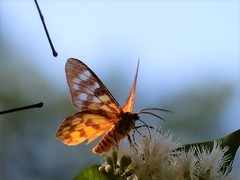 Dysphania subrepleta