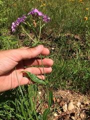 Phlox pilosa pilosa