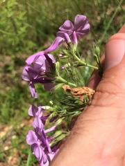 Phlox pilosa pilosa