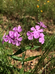 Phlox pilosa pilosa
