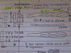 Arachnopeziza aurelia
