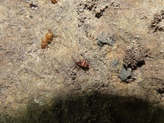 Ceophyllus monilis