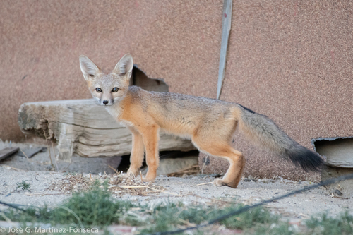Kit Fox photographed in Nevada
