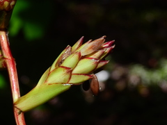 Guzmania altsonii