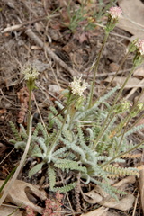 Chaenactis santolinoides