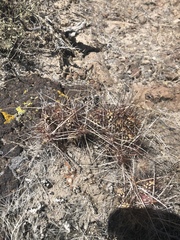 Micropuntia pulchella