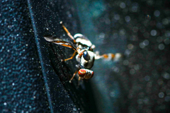 Myennis octopunctata