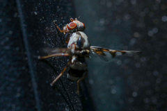 Myennis octopunctata
