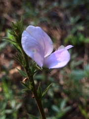 Tephrosia spicata