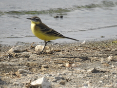 Motacilla flava
