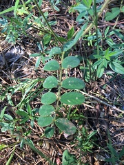 Tephrosia spicata
