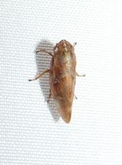 Aphrophora saratogensis