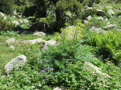 Molopospermum peloponnesiacum