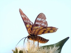 Dysphania subrepleta