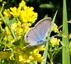 Echinargus isola