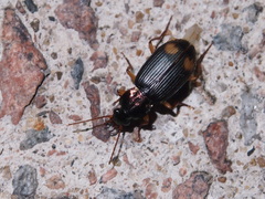 Chlaenius bioculatus