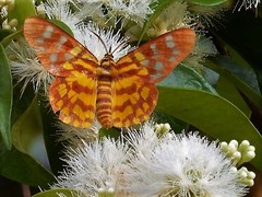 Dysphania subrepleta