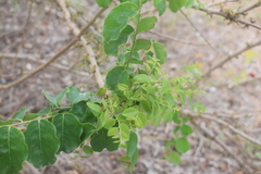 Phyllanthus elsiae