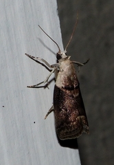 Acrobasis palliolella
