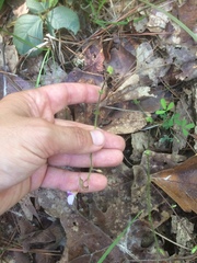 Desmodium rotundifolium