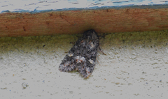 Lacinipolia cuneata