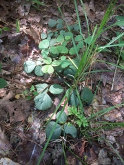 Desmodium rotundifolium