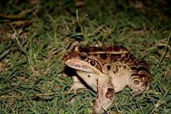 Leptodactylus luctator