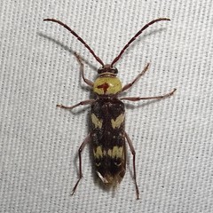 Megacyllene antennata