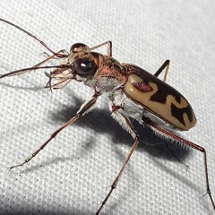 Ellipsoptera cuprascens