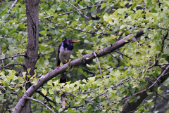 Urocissa erythroryncha