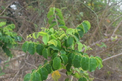 Phyllanthus elsiae