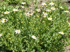 Eucephalus paucicapitatus