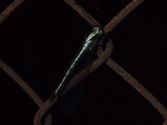 Ascalohybris subjacens