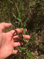 Ludwigia hirtella
