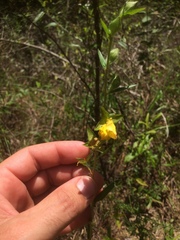 Ludwigia hirtella