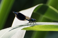 Calopteryx splendens