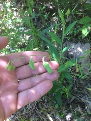 Crotalaria sagittalis