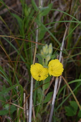Oenothera pilosella