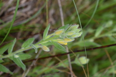 Oenothera pilosella