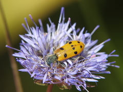 Trichodes octopunctatus