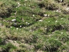 Ranunculus pyrenaeus