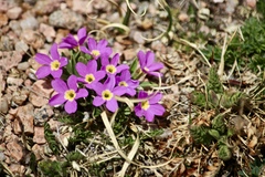 Primula angustifolia