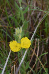 Oenothera pilosella