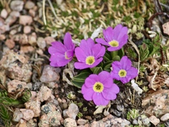 Primula angustifolia