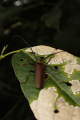 Orthomegas cinnamomeus