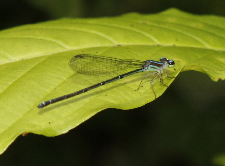 Aeolagrion dorsale