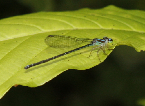 Aeolagrion dorsale