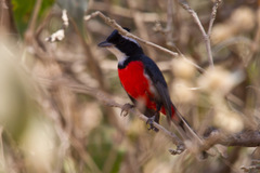 Granatellus venustus