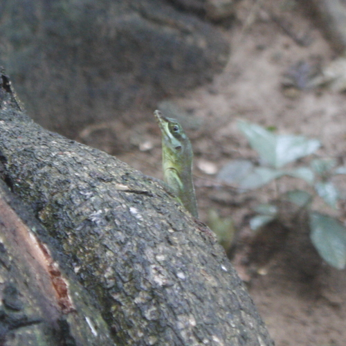Grenada Tree Anole, Anolis richardii