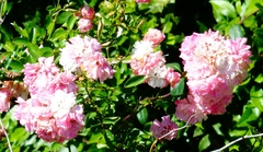 Rosa gallica